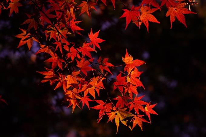 京都の紅葉_2021_03　鍬山神社　No25