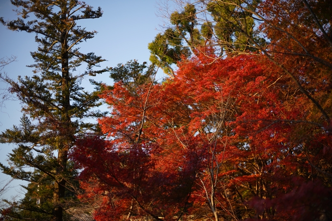 京都の紅葉_2021_07　出雲大神宮　No6