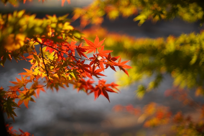 京都の紅葉_2021_07　出雲大神宮　No7