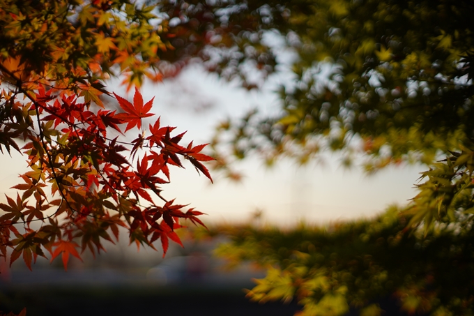 京都の紅葉_2021_07　出雲大神宮　No8