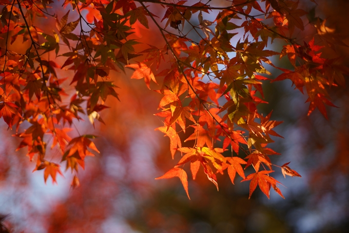 京都の紅葉_2021_07　出雲大神宮　No9