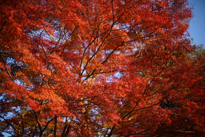 京都の紅葉_2021_07　出雲大神宮　No10