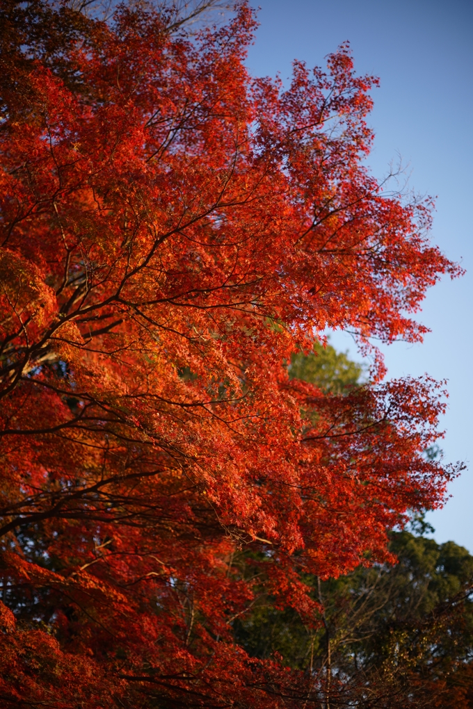 京都の紅葉_2021_07　出雲大神宮　No12