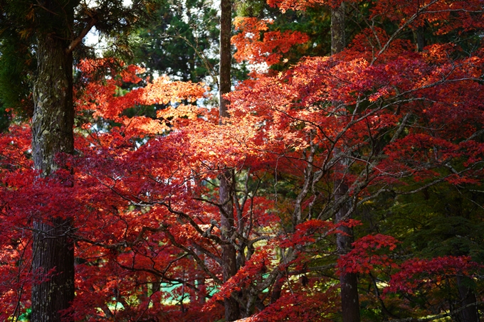 京都の紅葉_2021_04　龍穏寺　No2