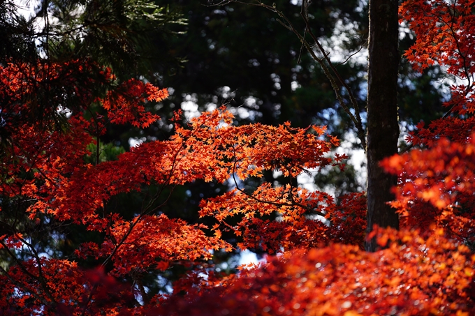 京都の紅葉_2021_04　龍穏寺　No3