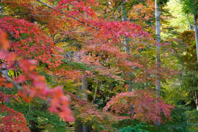 京都の紅葉_2021_04　龍穏寺　No4