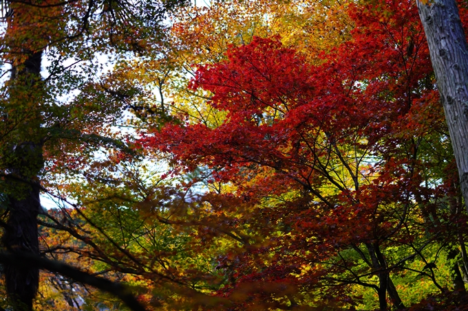 京都の紅葉_2021_04　龍穏寺　No5