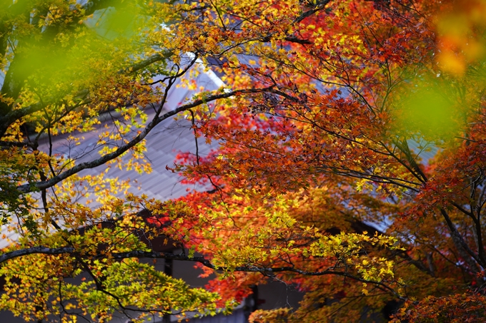 京都の紅葉_2021_04　龍穏寺　No6