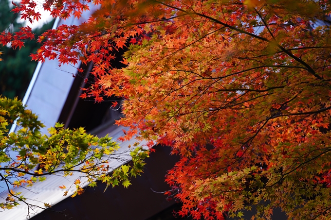 京都の紅葉_2021_04　龍穏寺　No7