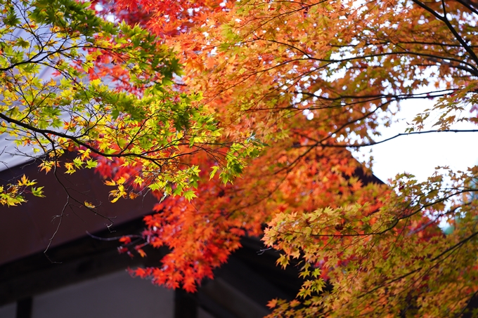 京都の紅葉_2021_04　龍穏寺　No8