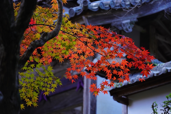 京都の紅葉_2021_04　龍穏寺　No9