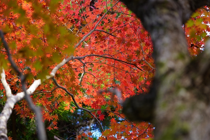 京都の紅葉_2021_04　龍穏寺　No10