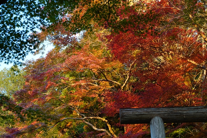 京都の紅葉_2021_07　出雲大神宮　No18