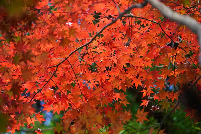 京都の紅葉_2021_04　龍穏寺　No11