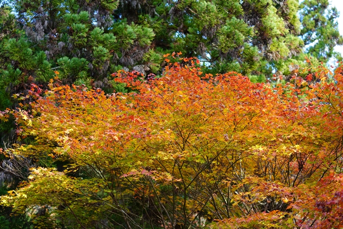 京都の紅葉_2021_04　龍穏寺　No13