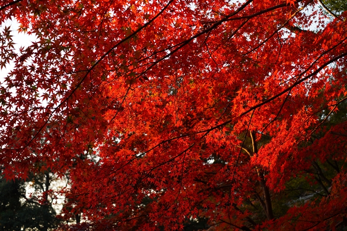 京都の紅葉_2021_07　出雲大神宮　No20