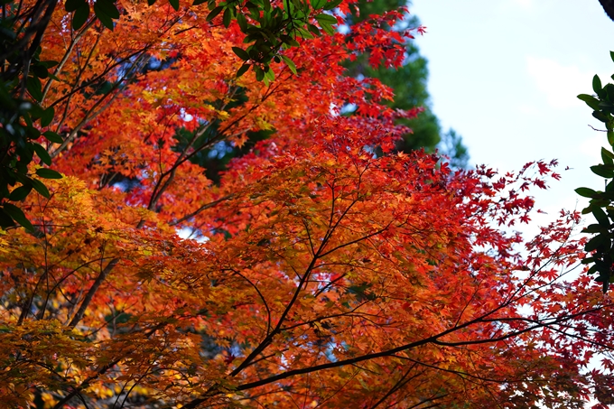 京都の紅葉_2021_04　龍穏寺　No14