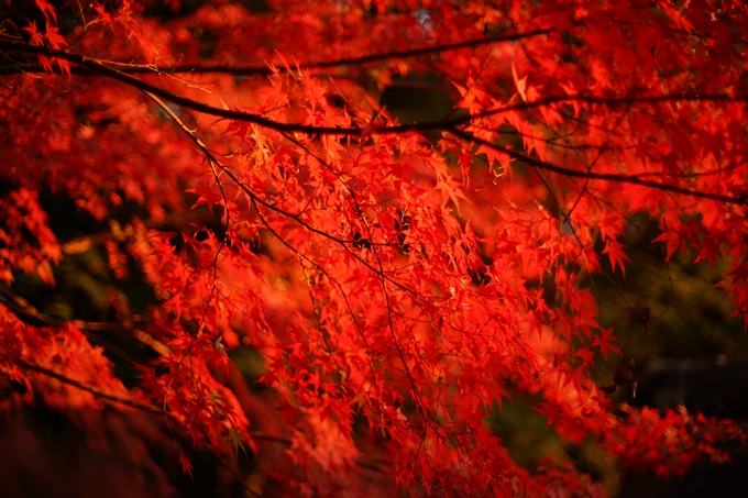 京都の紅葉_2021_07　出雲大神宮　No22