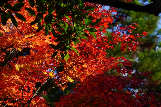 京都の紅葉_2021_04　龍穏寺　No19