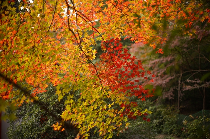 京都の紅葉_2021_07　出雲大神宮　No24