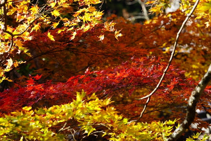 京都の紅葉_2021_04　龍穏寺　No20