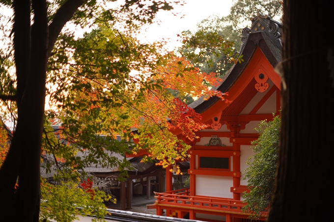 京都の紅葉_2021_07　出雲大神宮　No25