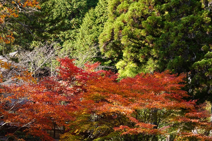 京都の紅葉_2021_04　龍穏寺　No22