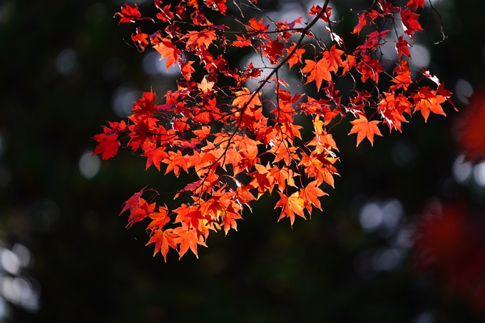 京都の紅葉_2021_04　龍穏寺　No23