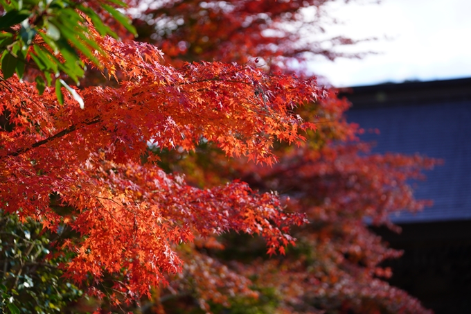 京都の紅葉_2021_04　摩気神社　No1