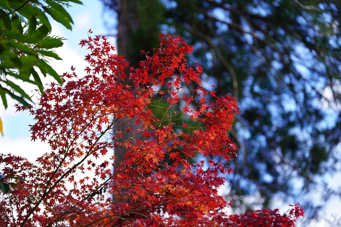 京都の紅葉_2021_04　摩気神社　No2