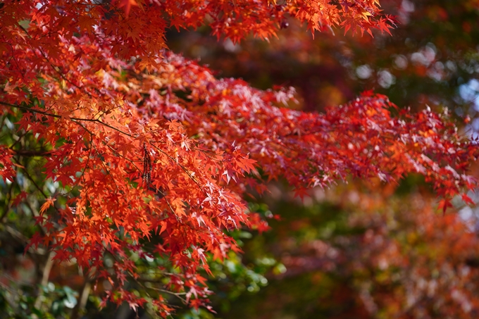 京都の紅葉_2021_04　摩気神社　No3