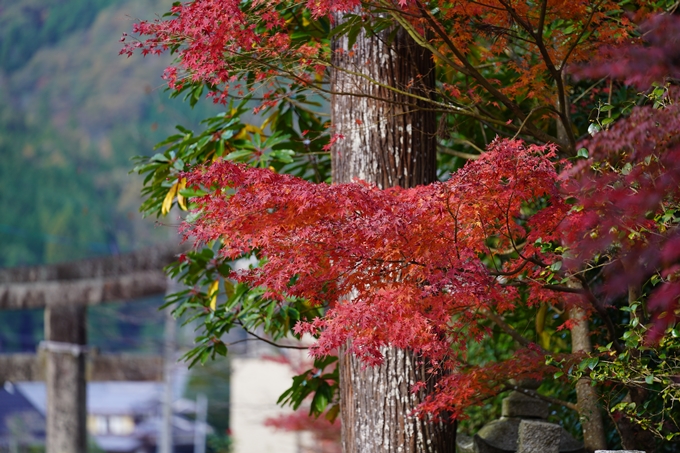 京都の紅葉_2021_04　摩気神社　No4