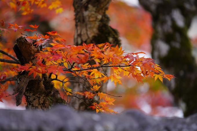 京都の紅葉_2021_04　摩気神社　No6