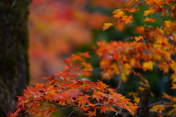 京都の紅葉_2021_04　摩気神社　No7