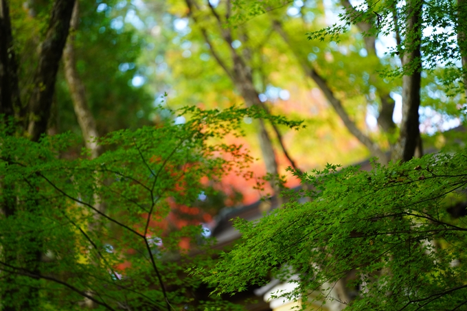 京都の紅葉_2021_04　法常寺　No1