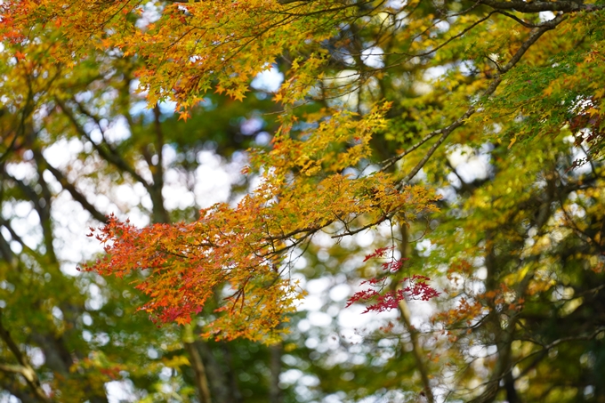 京都の紅葉_2021_04　法常寺　No2