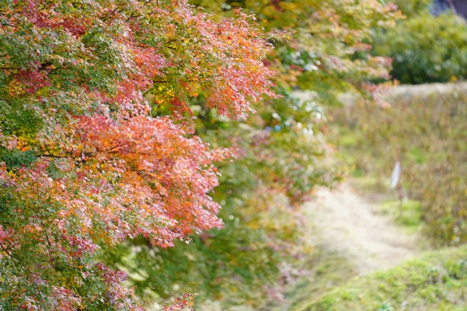 京都の紅葉_2021_04　法常寺　No3