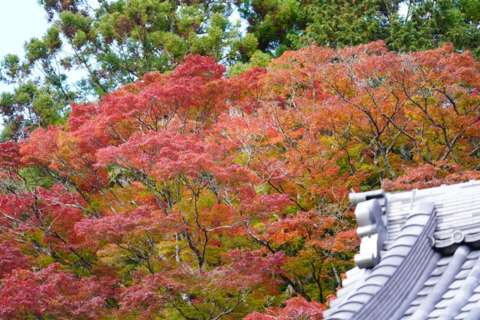 京都の紅葉_2021_04　法常寺　No5