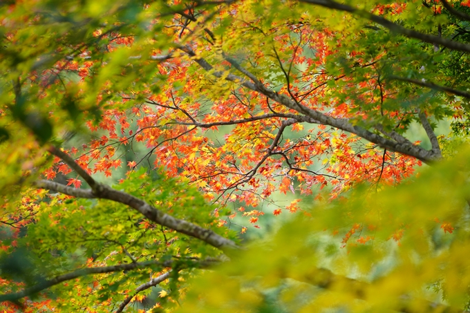 京都の紅葉_2021_04　法常寺　No7