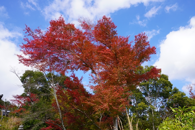 京都の紅葉_2021_05　千手寺　No4