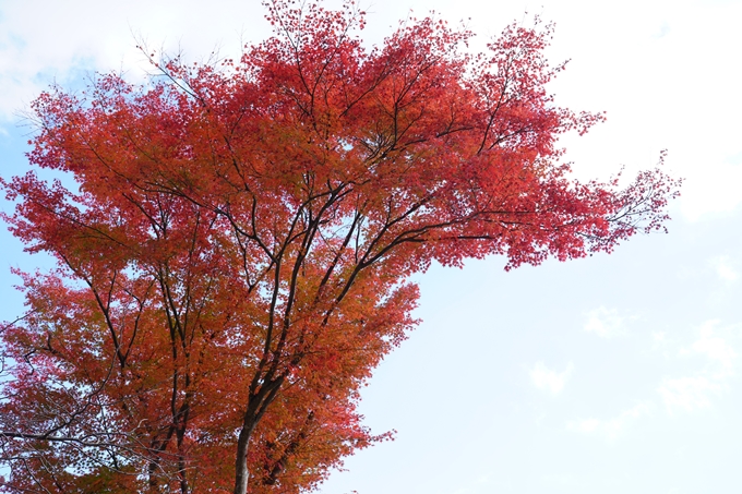 京都の紅葉_2021_05　千手寺　No6