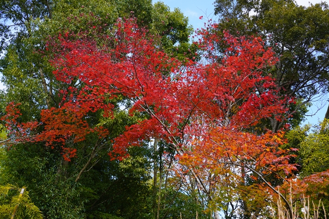 京都の紅葉_2021_05　千手寺　No8