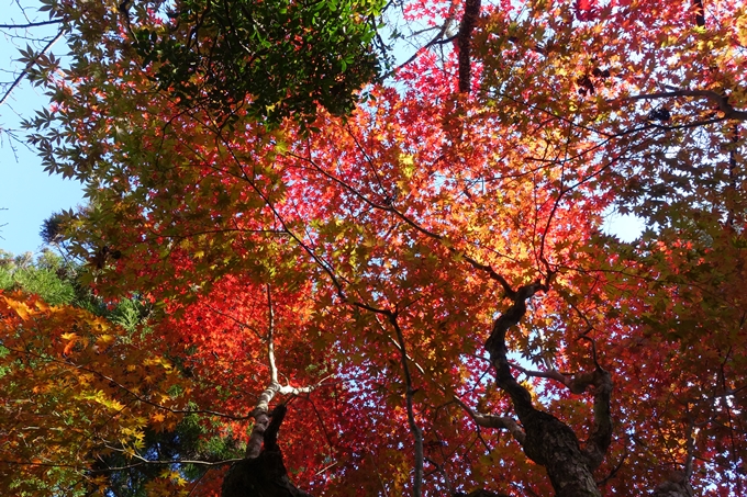 京都の紅葉_2021_04　龍穏寺　No24