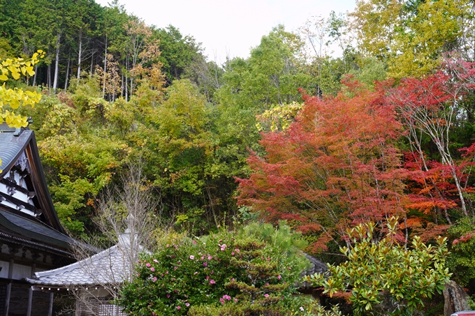 京都の紅葉_2021_05　千手寺　No13