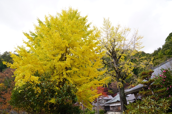 京都の紅葉_2021_05　千手寺　No14