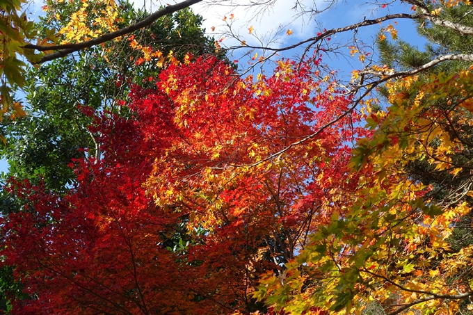 京都の紅葉_2021_04　龍穏寺　No27