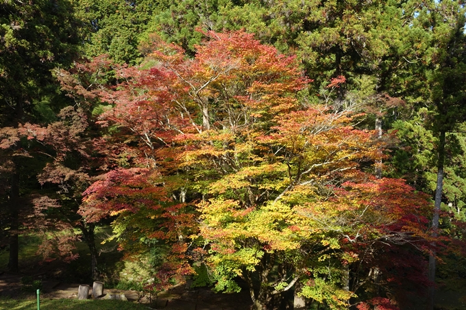 京都の紅葉_2021_04　龍穏寺　No29