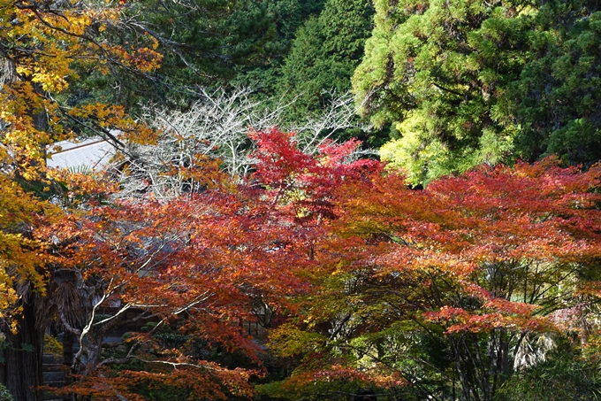 京都の紅葉_2021_04　龍穏寺　No32