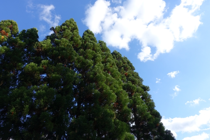 京都の紅葉_2021_04　摩気神社　No8