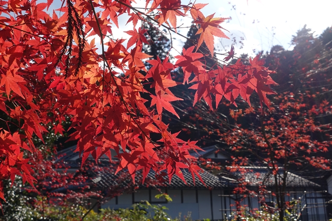 京都の紅葉_2021_04　摩気神社　No11